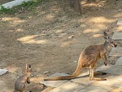 -大连森林动物园