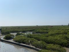 -北海金海湾红树林生态旅游区