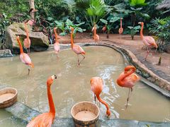 -海南热带野生动植物园