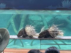 -清迈夜间动物园