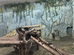-深圳野生动物园
