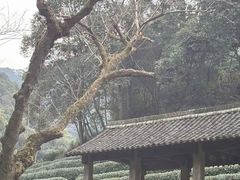 -龙井村
