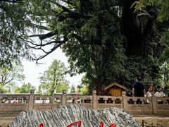 -大槐树寻根祭祖园