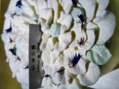 -奶油日报Journal de creme