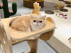 -飞行喵MR PILOT|猫舍·猫咖(静安大融城店)