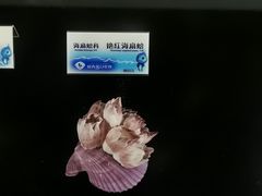 -贝壳梦幻世界
