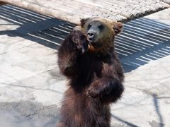 -西霞口神雕山野生动物世界