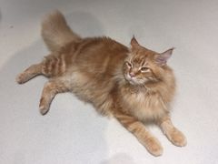 -藏猫猫咖啡主题馆(中央大道店)