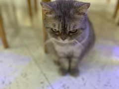 -喵园·猫主题咖啡厅·撸猫·猫咖(国贸店)