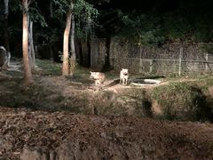 -清迈夜间动物园