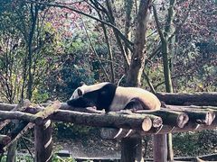 -都江堰中华大熊猫苑