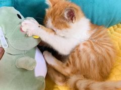 -四姑娘山阿巴郎·藏式花园餐厅