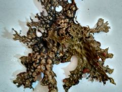 -宋记冕宁土菜馆(海门渔村二店)