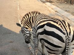 -清迈夜间动物园