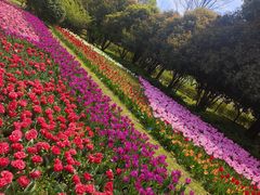 -上海鲜花港