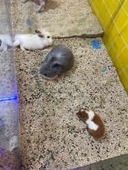 -神奇动物撸宠馆·羊驼·小浣熊·异宠(豫园店)