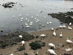 -烟墩角天鹅湖