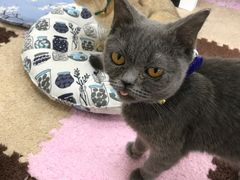 -三花喵·撸猫购宠·宠物生活馆(虹桥南丰城店)