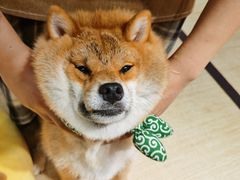 -逗柴咖啡屋·狗咖猫咖宠物桌游