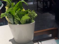 -百年果林椰子鸡(中洲店)