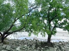 -宝安西湾红树林湿地公园