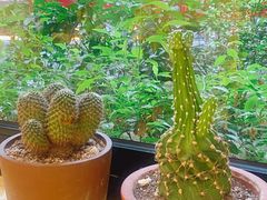 -正南齐北·老街糯米团(洪崖洞店)