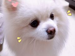 -安安宠医·安宠宠物医院