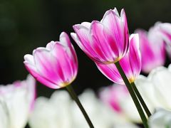 -朝阳公园