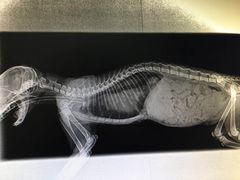 -瑞鹏宠物医院·微创内窥镜·骨外科·牙科(翠竹分院)