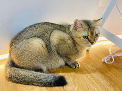-COLOR PETS 撸猫馆·购猫·猫咖(长风大悦城店)