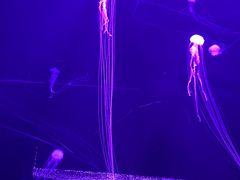 -波塞冬海底世界