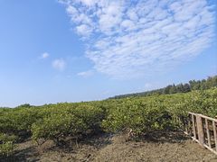 -北海金海湾红树林生态旅游区