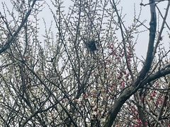 -香雪海