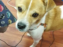 -Pets First伊珊娜洗护·精致美容·家庭式寄养(新会路店)