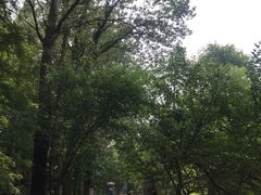 -日照海滨国家森林公园