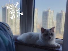 -猫大福·Fortune Cat猫舍(百子湾店)