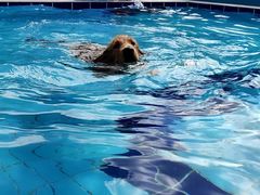 -趣玩宠物乐园寄养训犬训狗游泳池