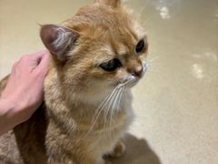 -藏猫猫咖啡主题馆(中央大道店)