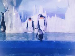 -多彩贵州城极地海洋世界