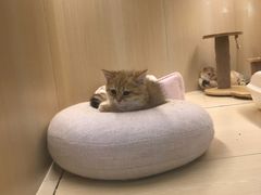 -momokira米努特·德文卷毛猫·棉花面纱犬