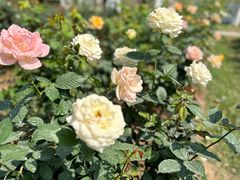 -人民公园(罗湖区)