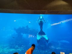 -海棠湾洲际-涛·海底餐厅·美人鱼·自助餐·海底隧道