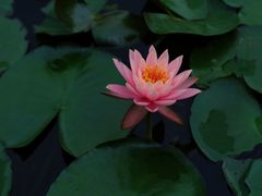 -广州市石门国家森林公园