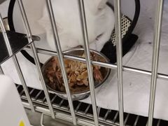 -北京恒爱动物医院(清景园分院)