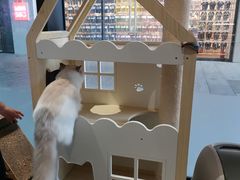 -瞄一喵猫咖(格力海岸店)