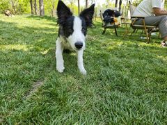 -爪吧宠物乐园 (温榆河示范区店)