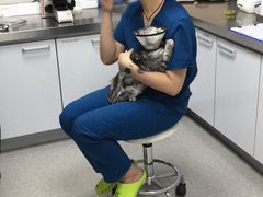 -喜多萌中农锦绣动物医院24H·猫科·牙科MRI·CT