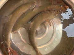 -老字号怡玺·藿香雅鱼(20年雅安店)