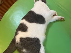 -MOCHA明星猫咖(田子坊店)
