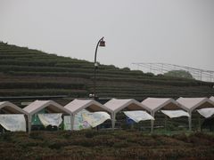 -龙坞茶村